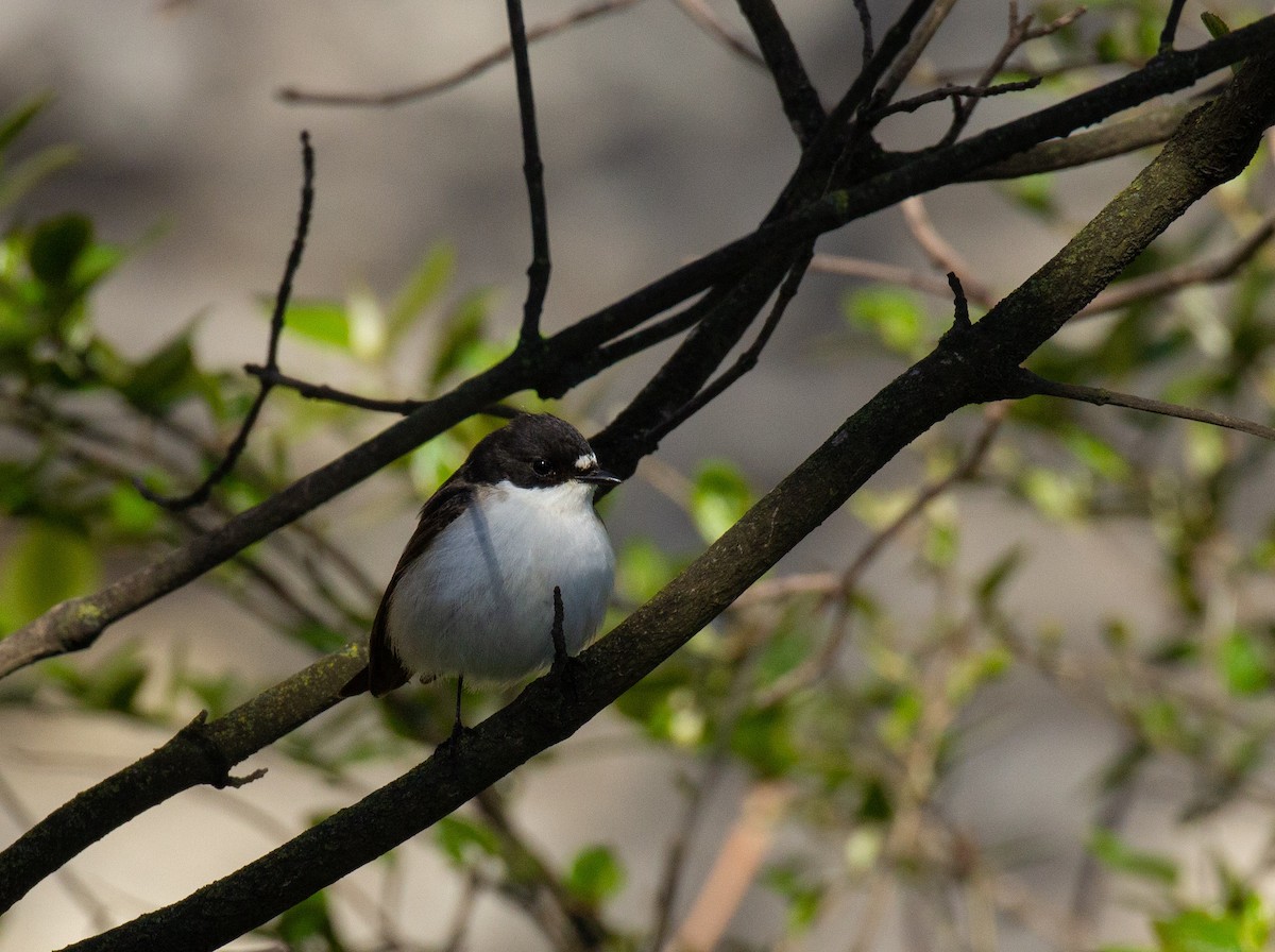 ebird-checklist-15-may-2022-1-v-ike-rannav-rav-tallinn-harju