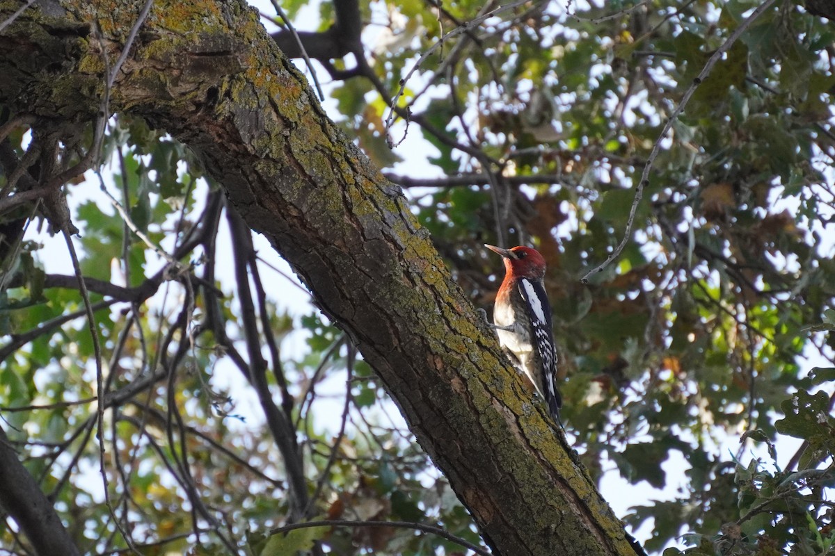 Red-breasted Sapsucker - ML510205611