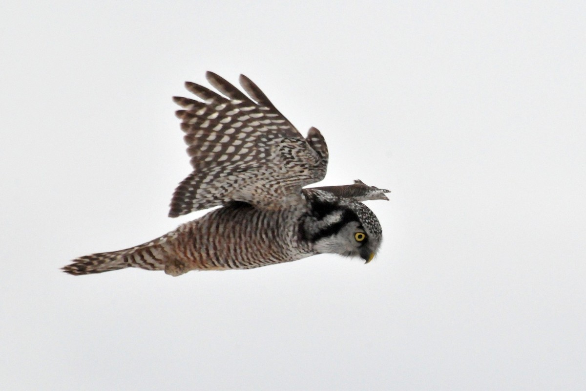 Northern Hawk Owl - Joel Trick