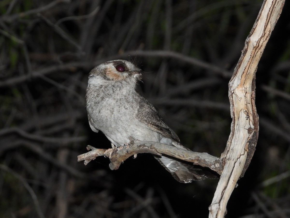 Australian Owlet-nightjar - ML510208641