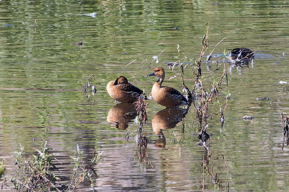 Fulvous Whistling-Duck - ML510210411