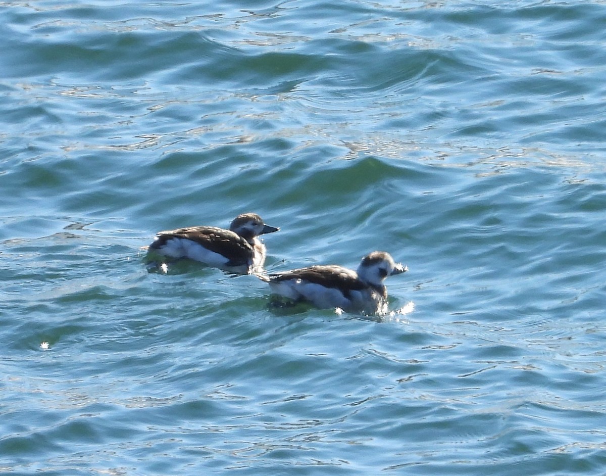 Long-tailed Duck - ML510211801