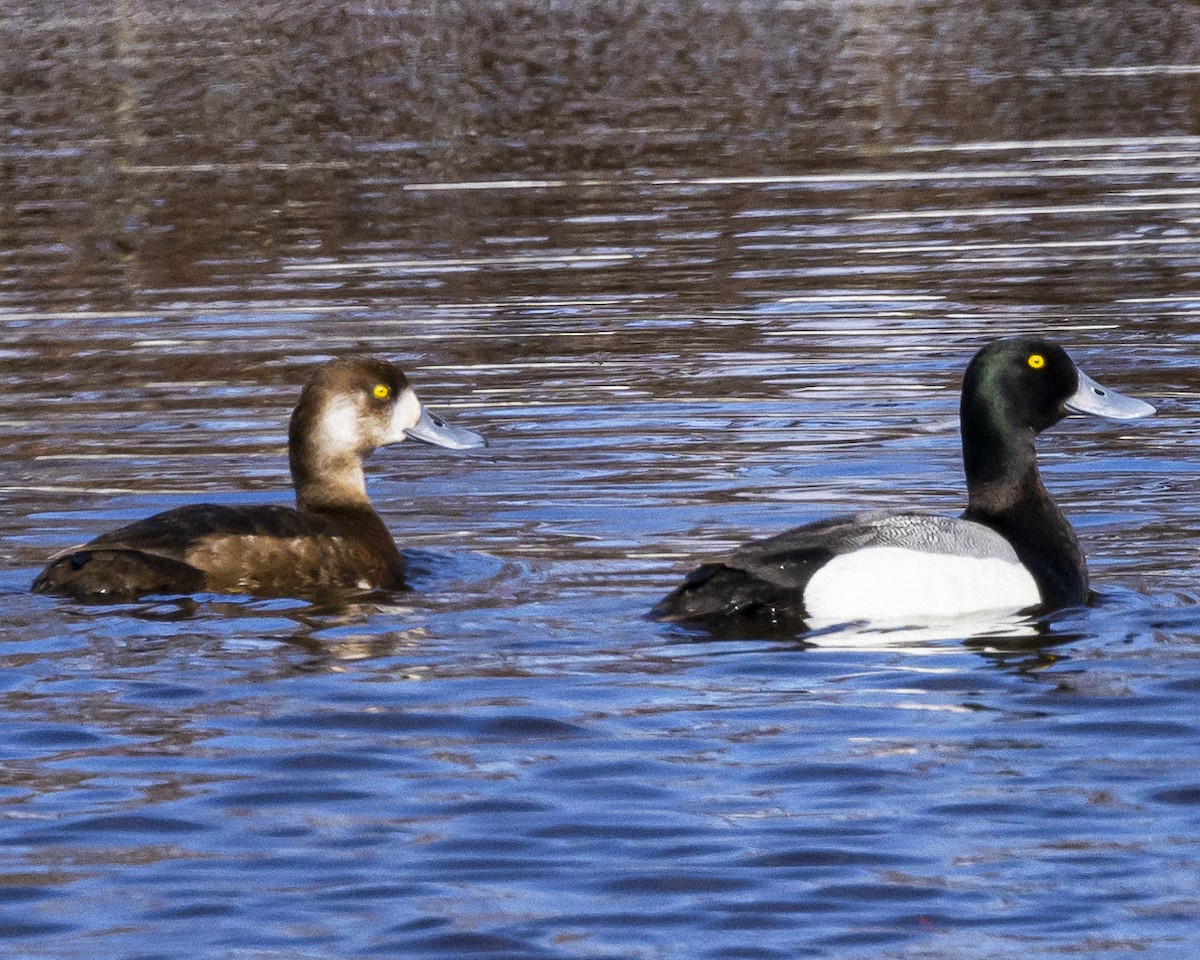 Greater Scaup - ML510212031