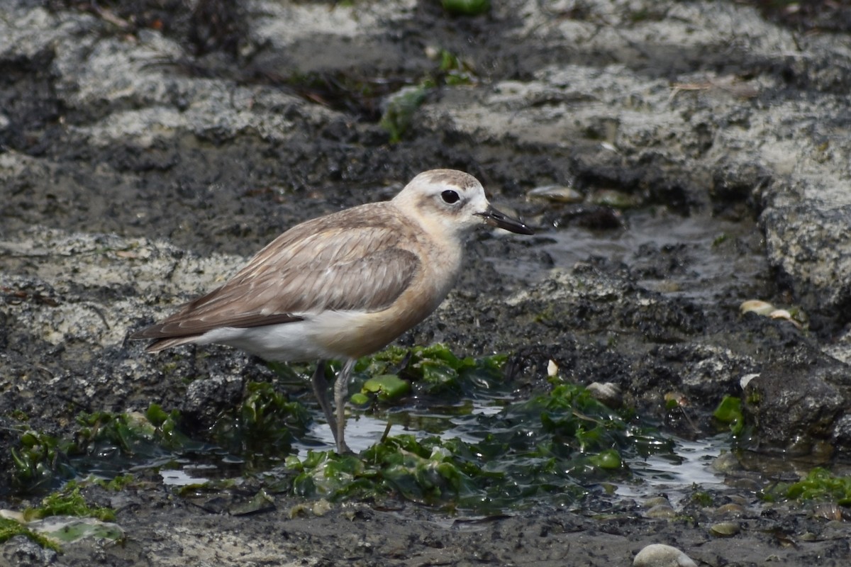 Red-breasted Dotterel - ML510212191