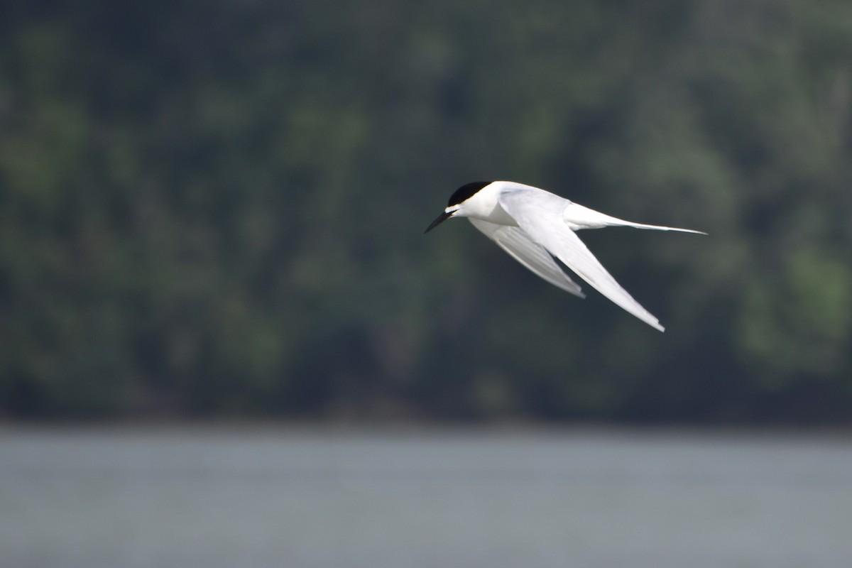 White-fronted Tern - ML510212291