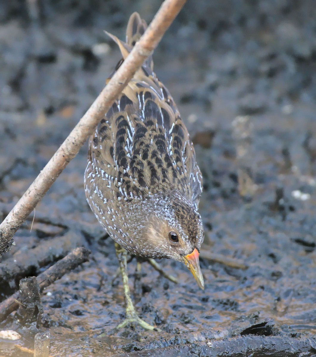 Spotted Crake - ML510214171
