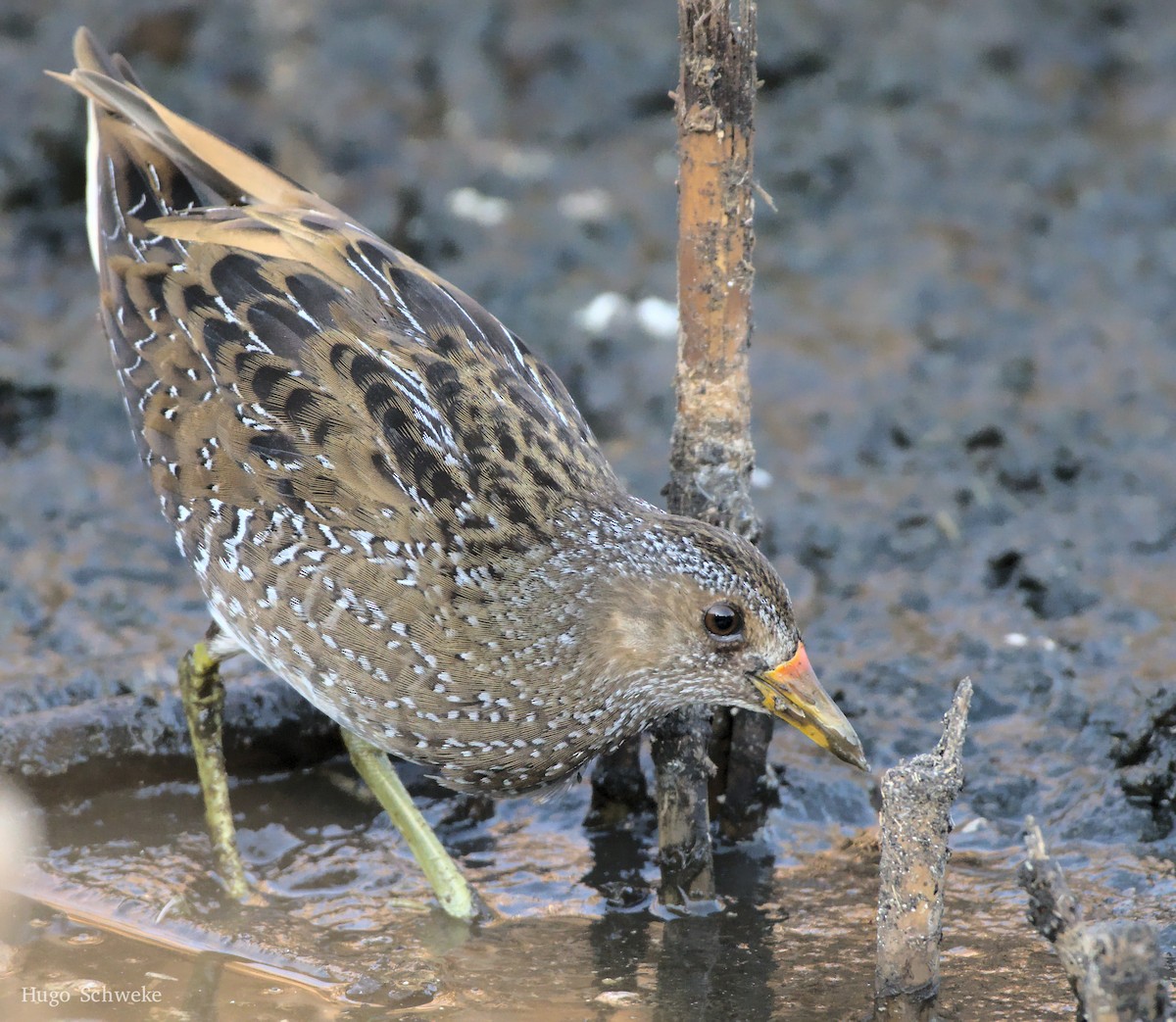 Spotted Crake - ML510214191