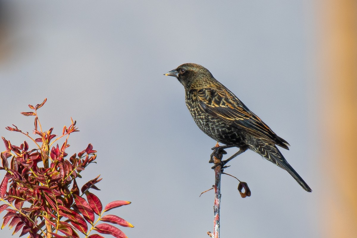 Red-winged Blackbird (Red-winged) - ML510214361