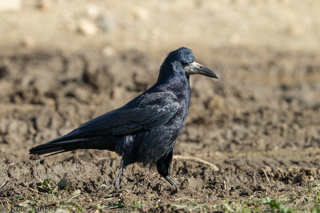 Rook - eBird