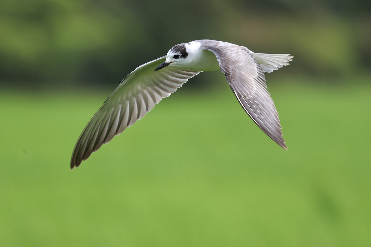 White-winged Tern - ML510215161