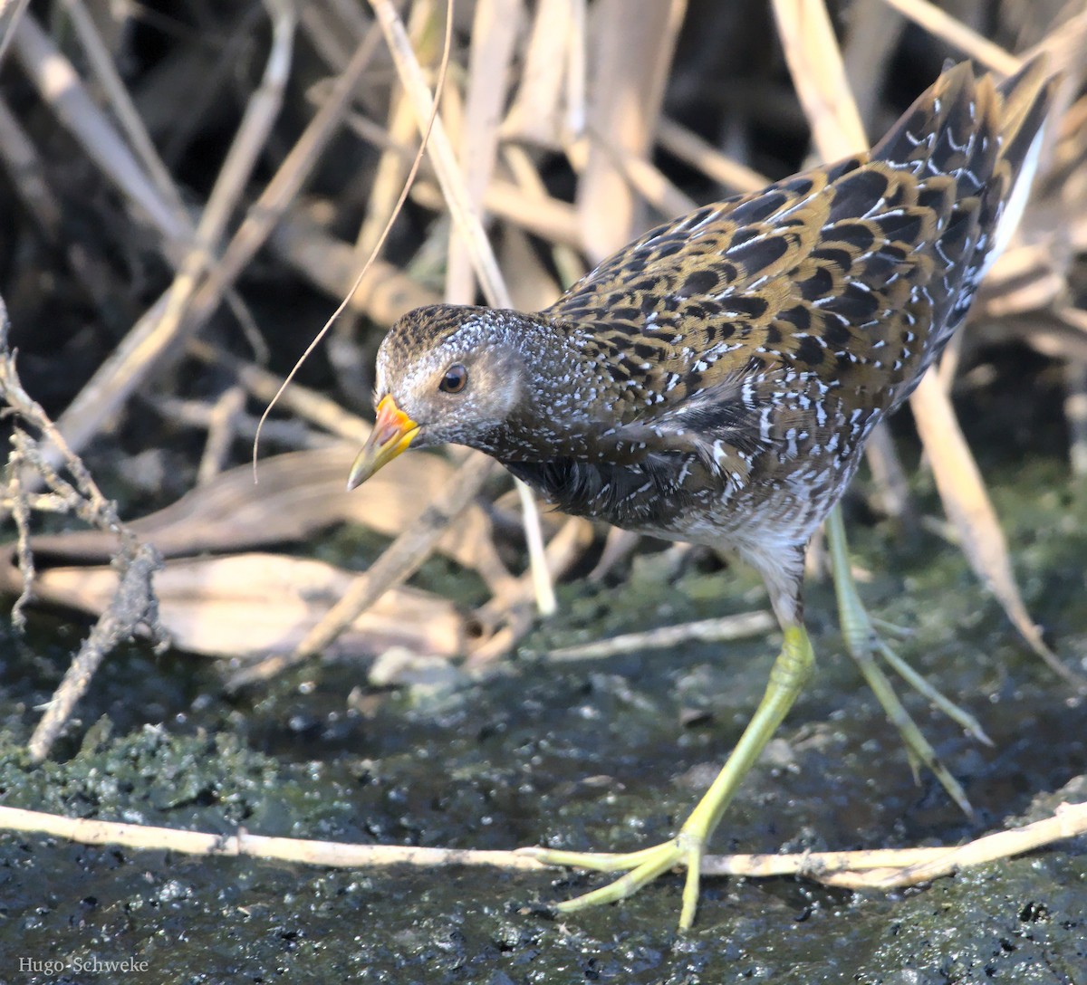 Spotted Crake - ML510215491