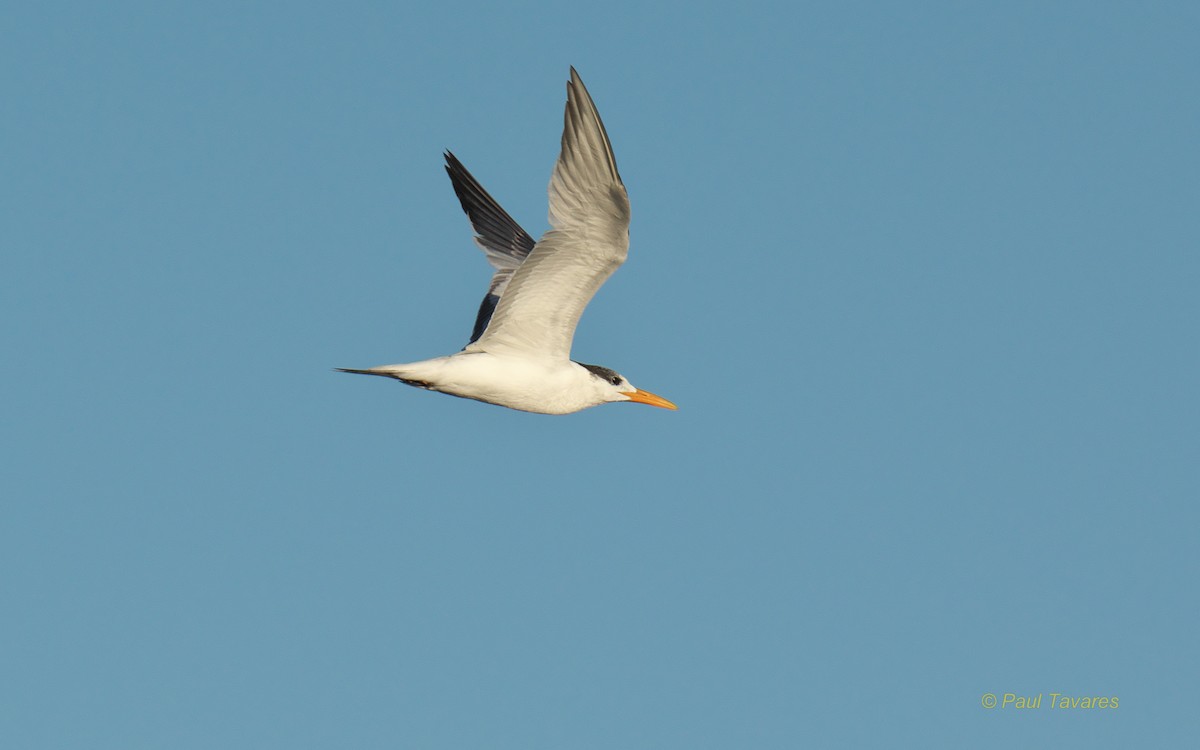 Royal Tern - ML51021661