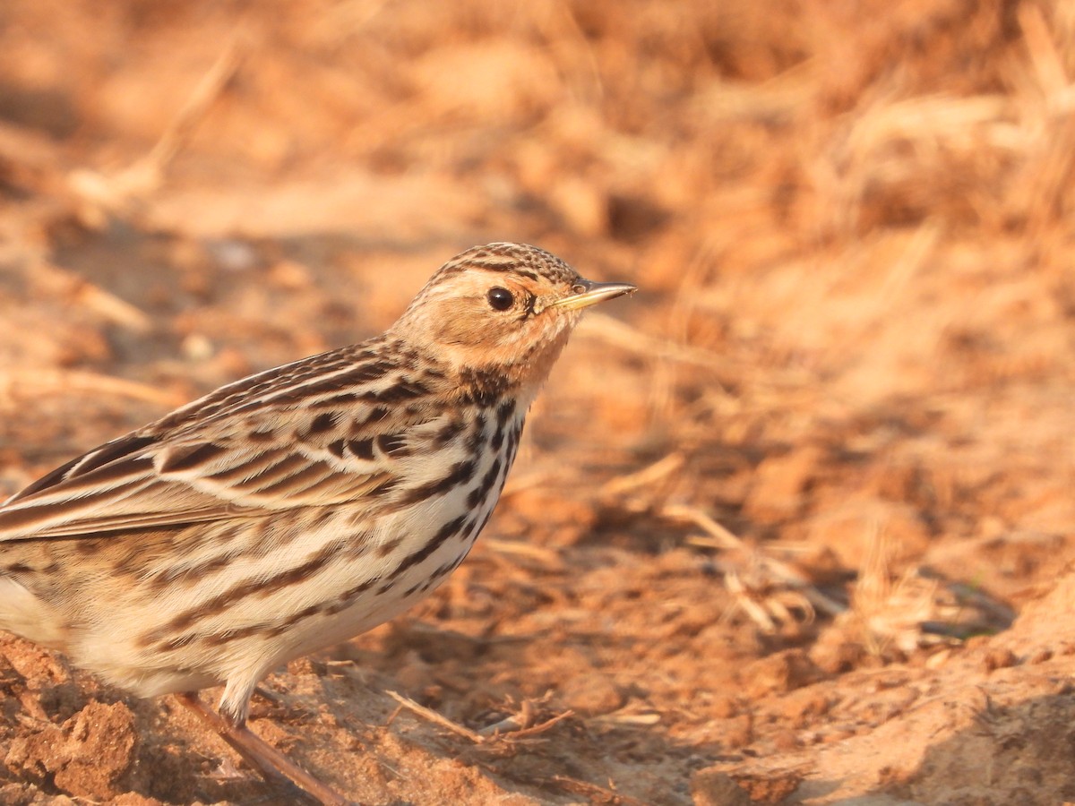 Red-throated Pipit - ML510220331