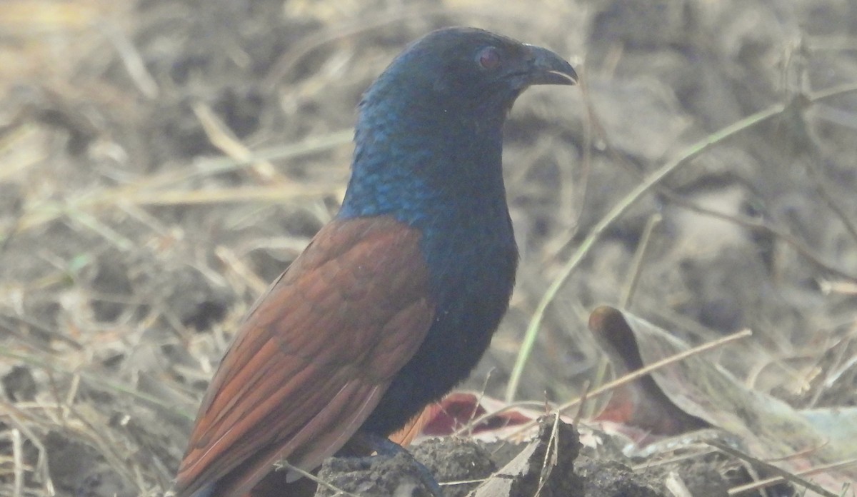 Greater Coucal - ML510223291