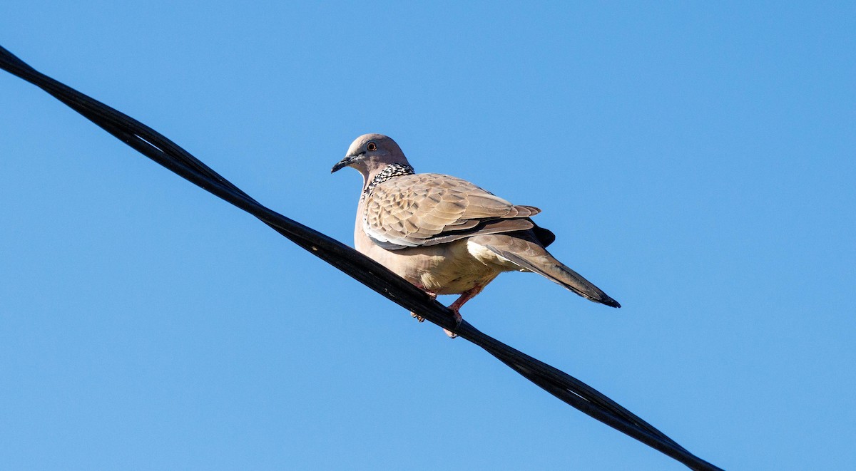 Spotted Dove - ML510223501