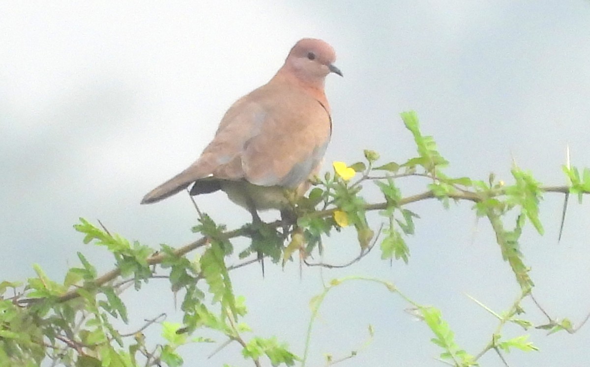 Laughing Dove - ML510223801