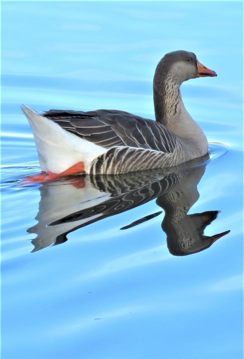 Graylag x Swan Goose (hybrid) - ML510223961