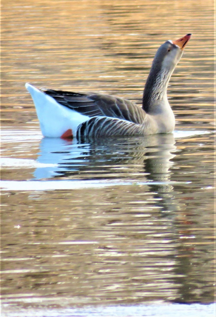 Graylag x Swan Goose (hybrid) - ML510223971