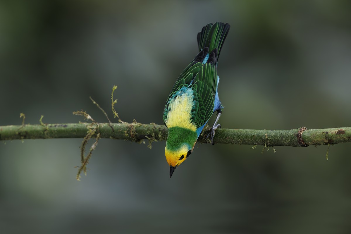 Multicolored Tanager - ML510224051
