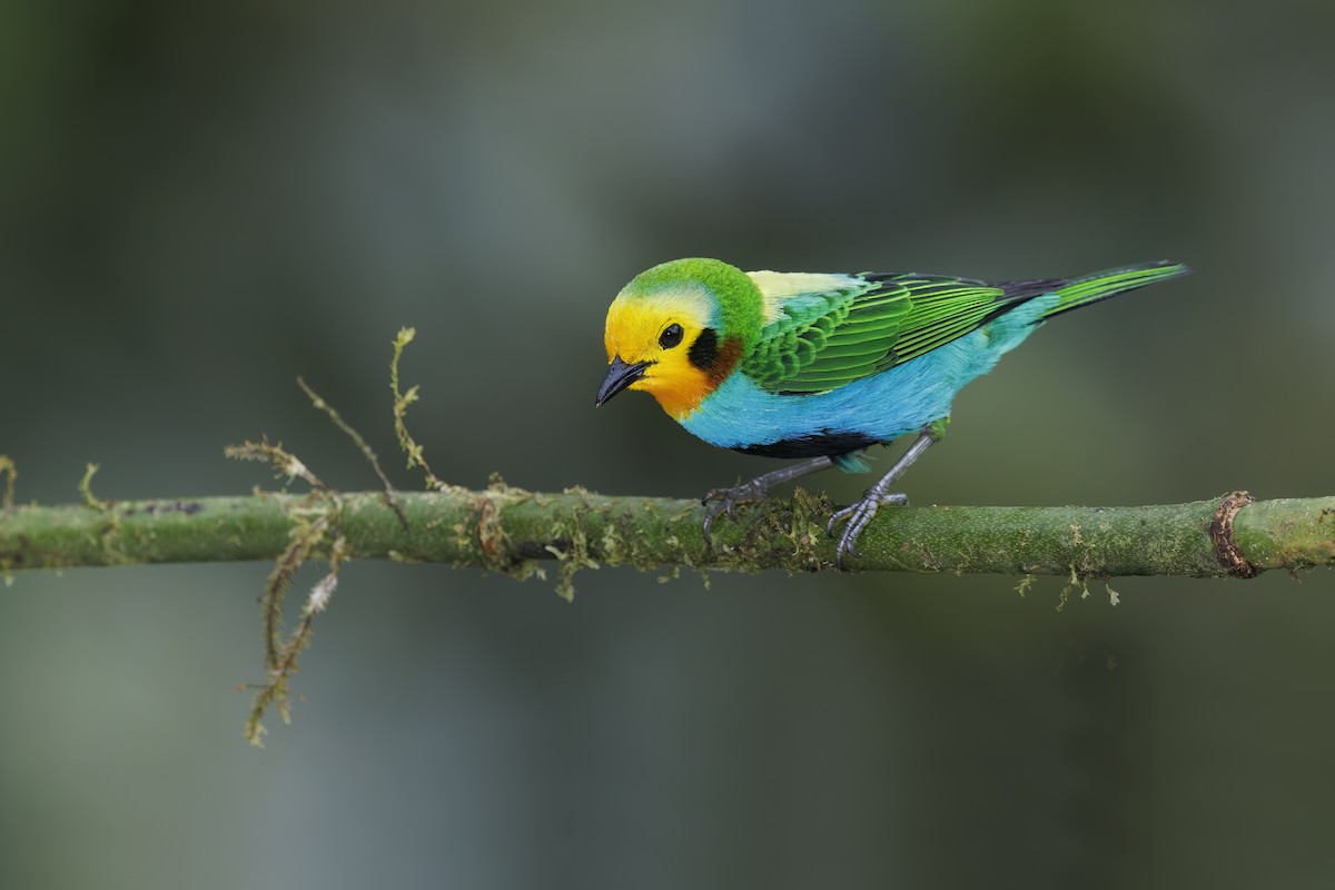 Multicolored Tanager - ML510224061