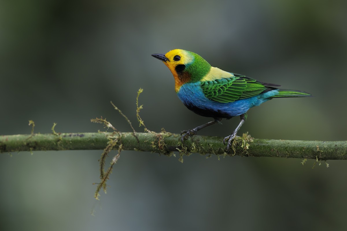 Multicolored Tanager - ML510224071