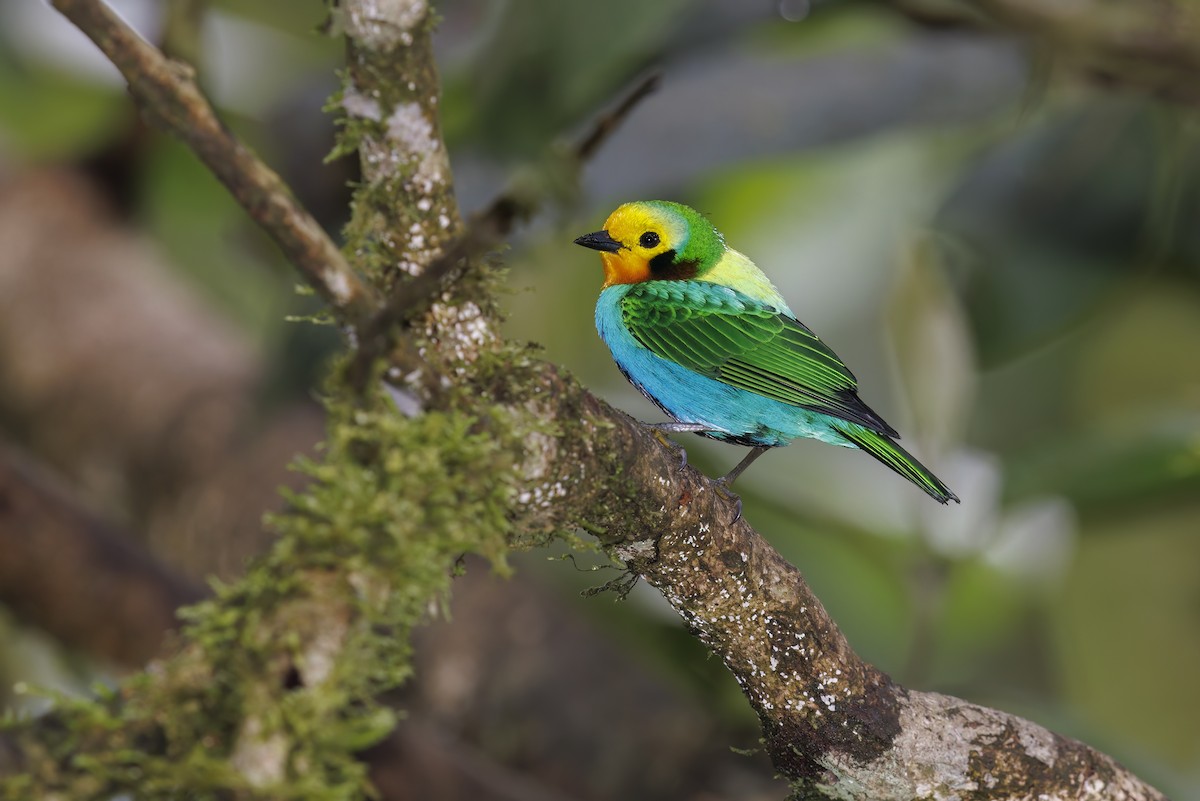 Multicolored Tanager - ML510224081