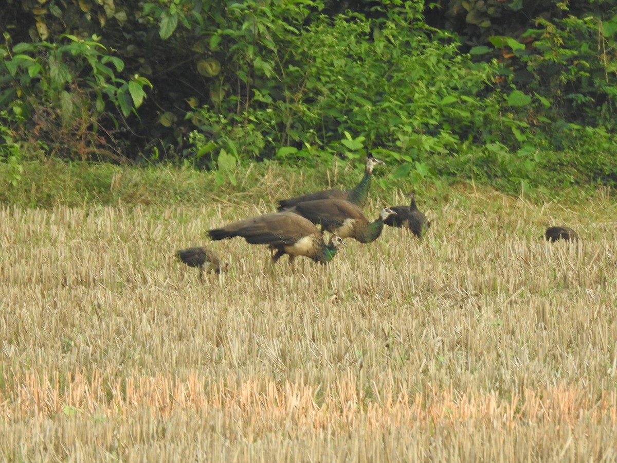 Indian Peafowl - ML510224091