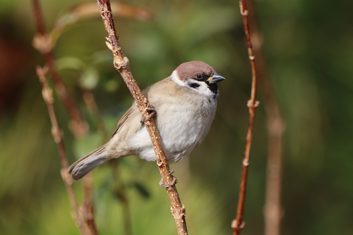 Eurasian Tree Sparrow - ML510225111