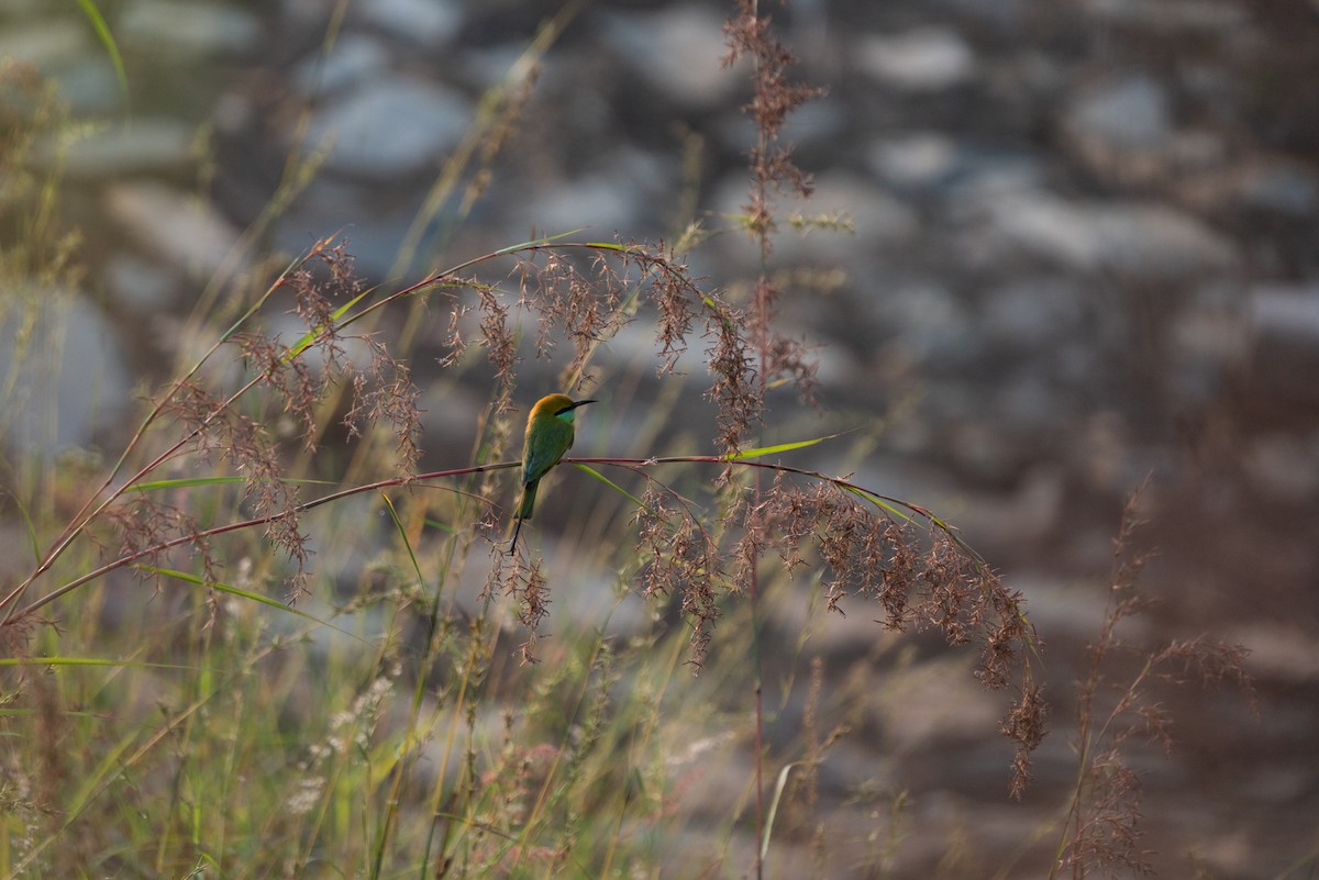 Asian Green Bee-eater - ML510225161