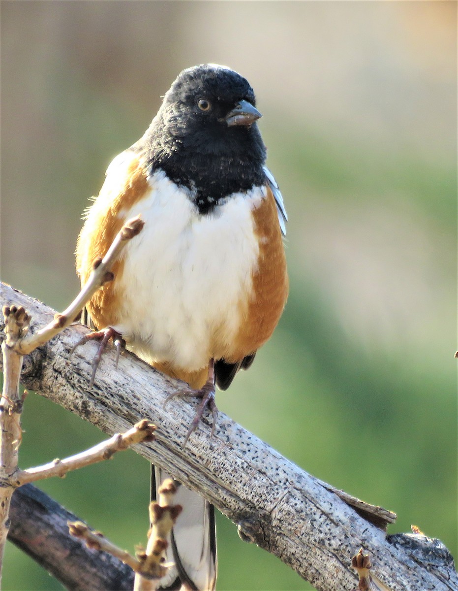 Spotted Towhee - ML510225341