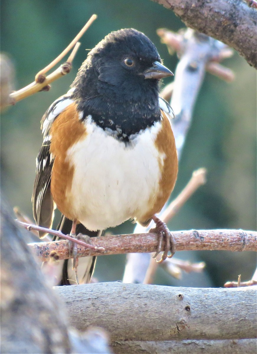 Spotted Towhee - ML510225351