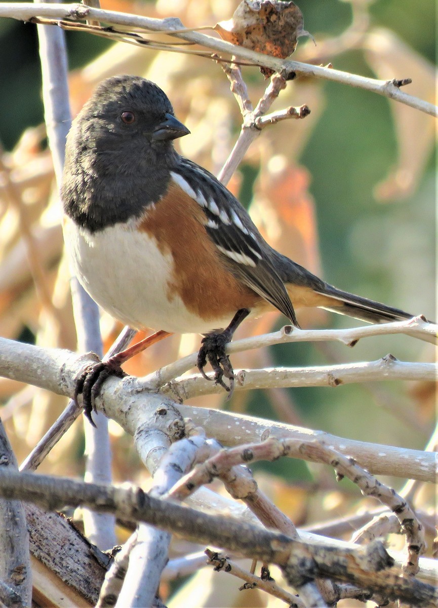 Spotted Towhee - ML510225361