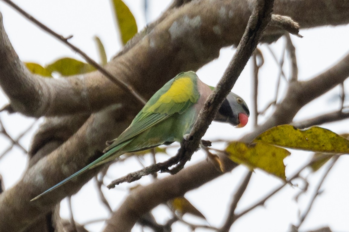 Red-breasted Parakeet - ML510225371