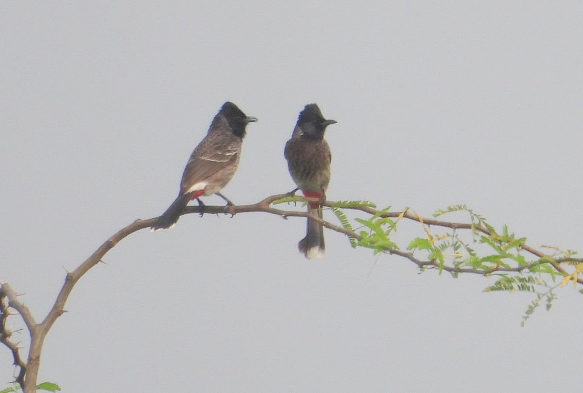 Red-vented Bulbul - ML510225481