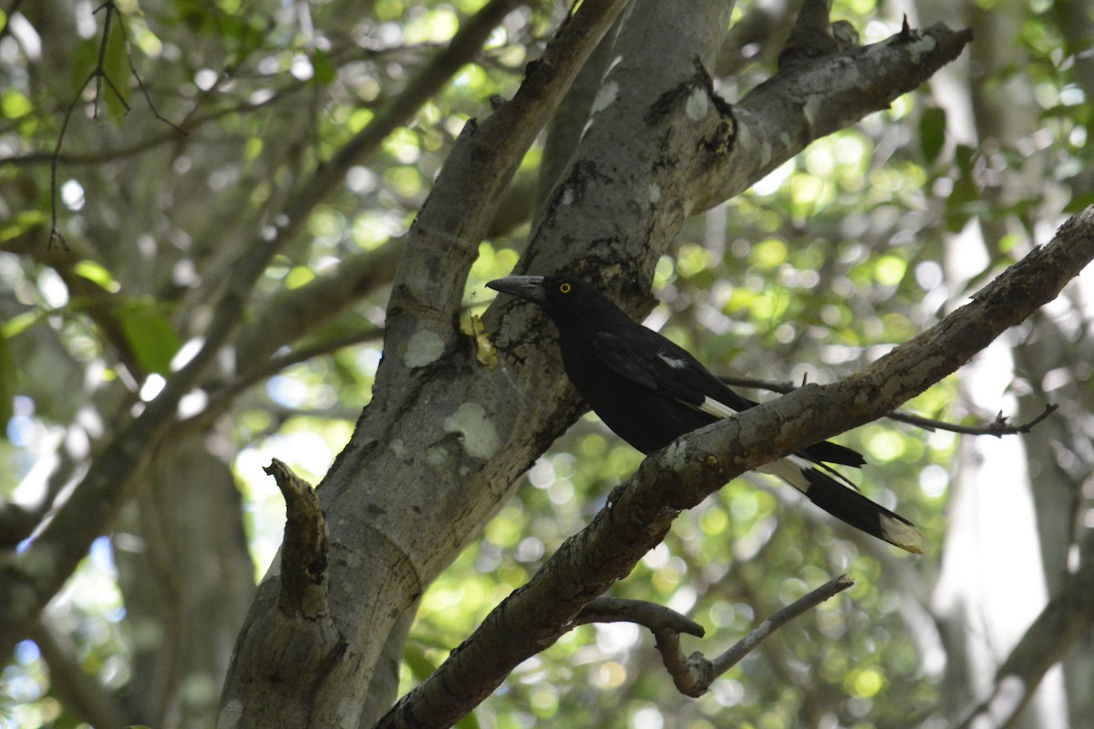 Pied Currawong - ML510225621