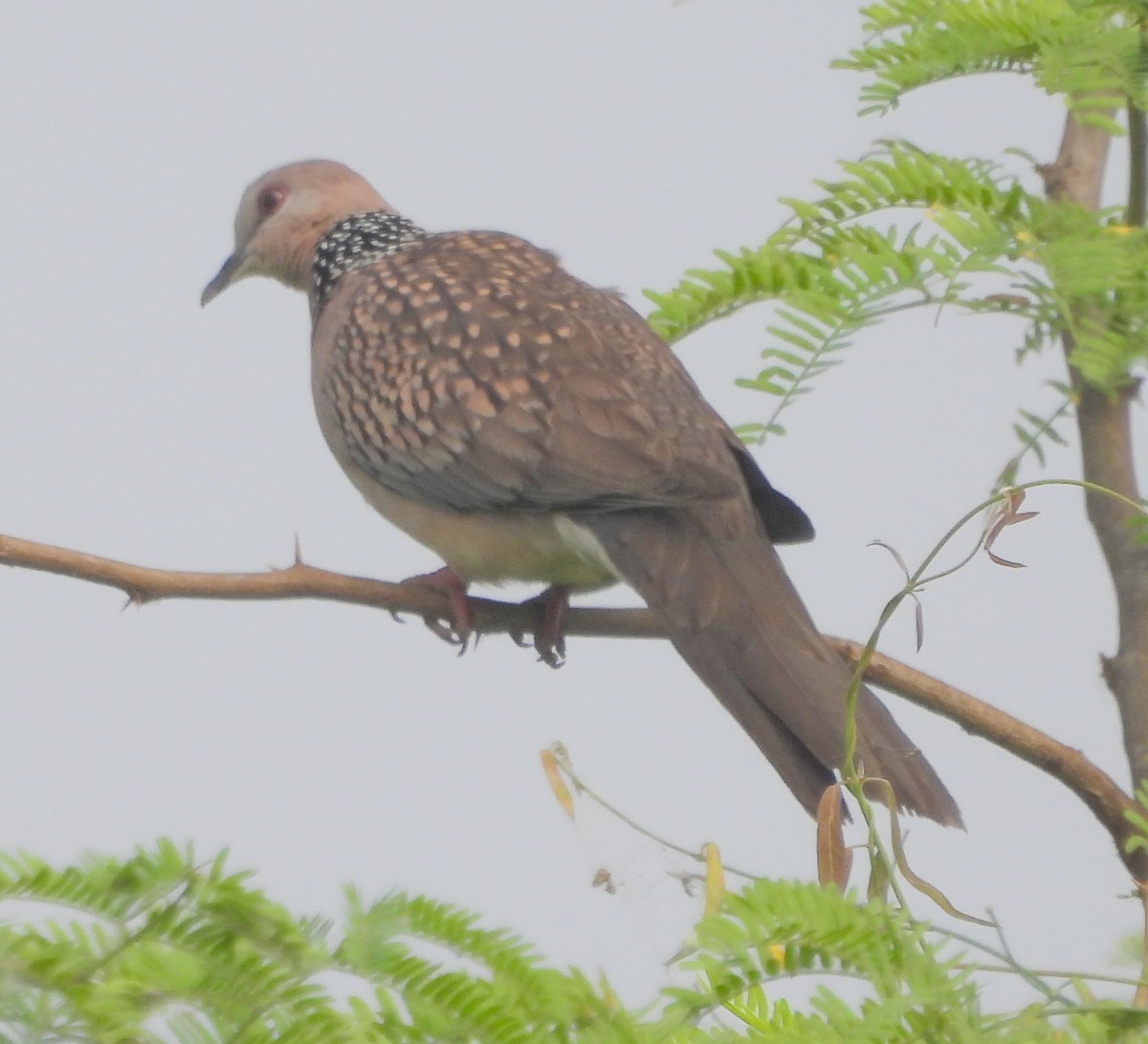 Spotted Dove - ML510225631