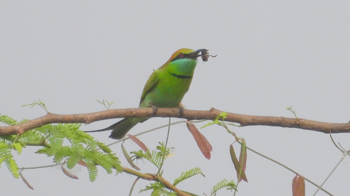 Asian Green Bee-eater - ML510225651
