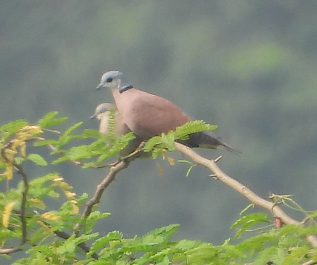Red Collared-Dove - ML510225661