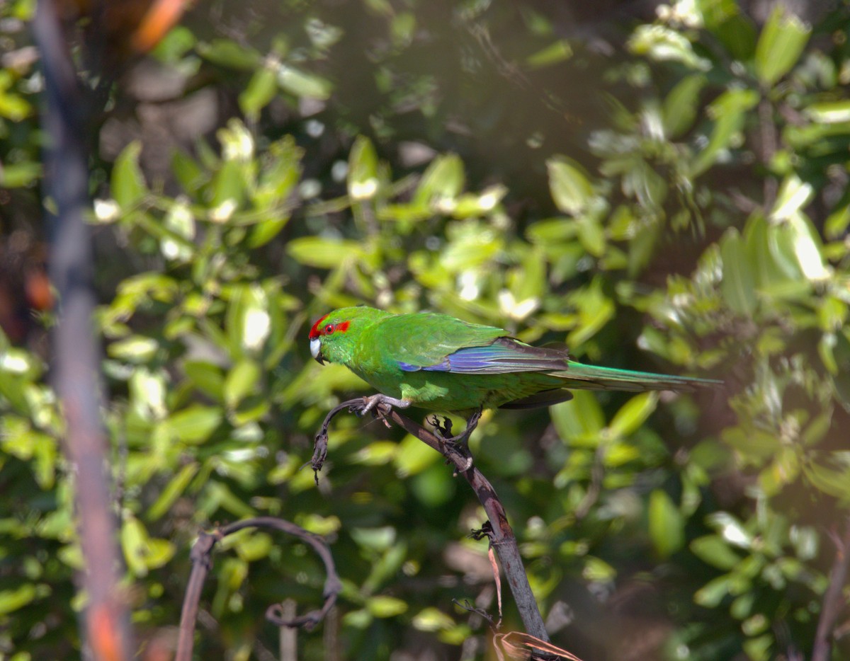 Red-crowned Parakeet - ML510227721