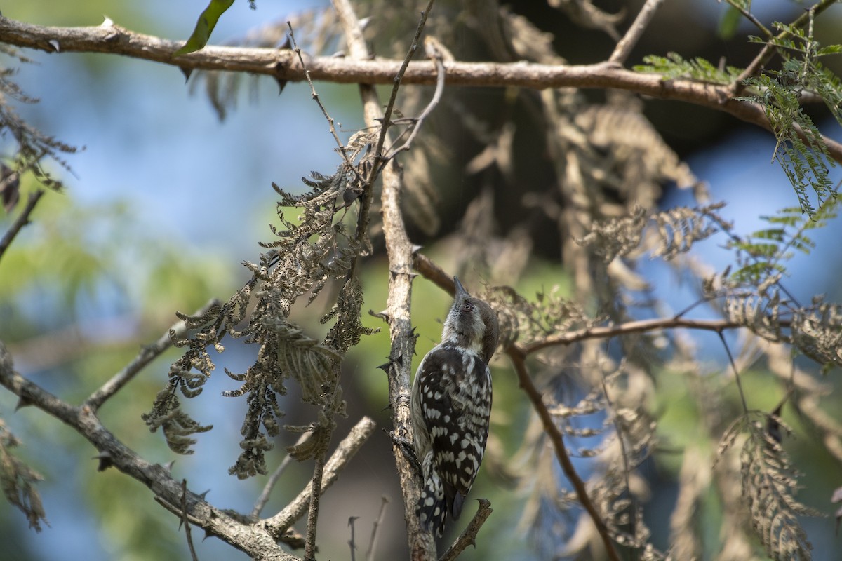 Brown-capped/Gray-capped Pygmy Woodpecker - ML510228191