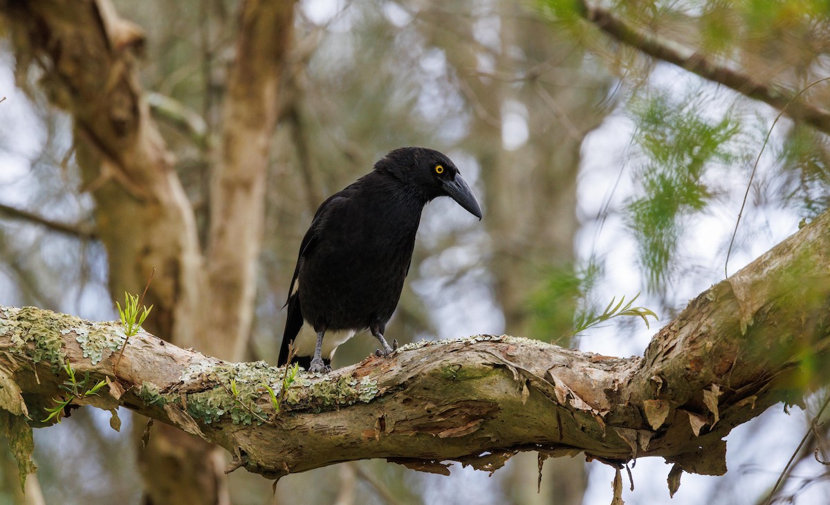 Pied Currawong - ML510228291