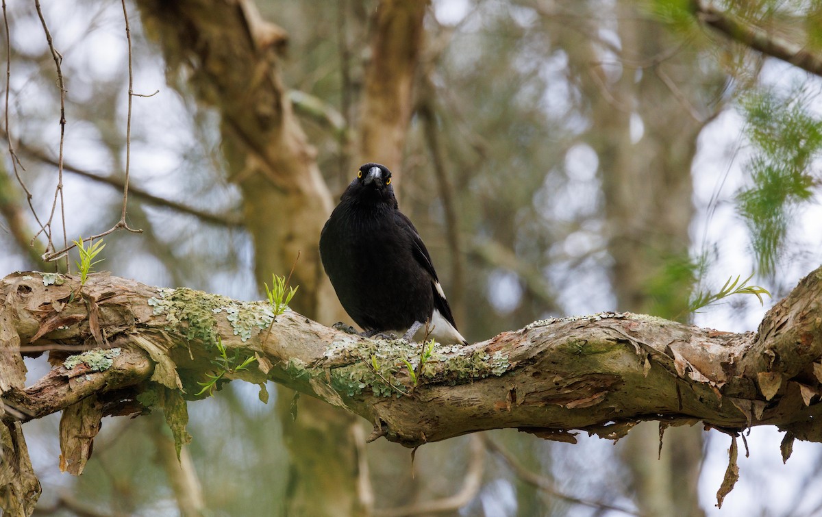 Pied Currawong - ML510228301