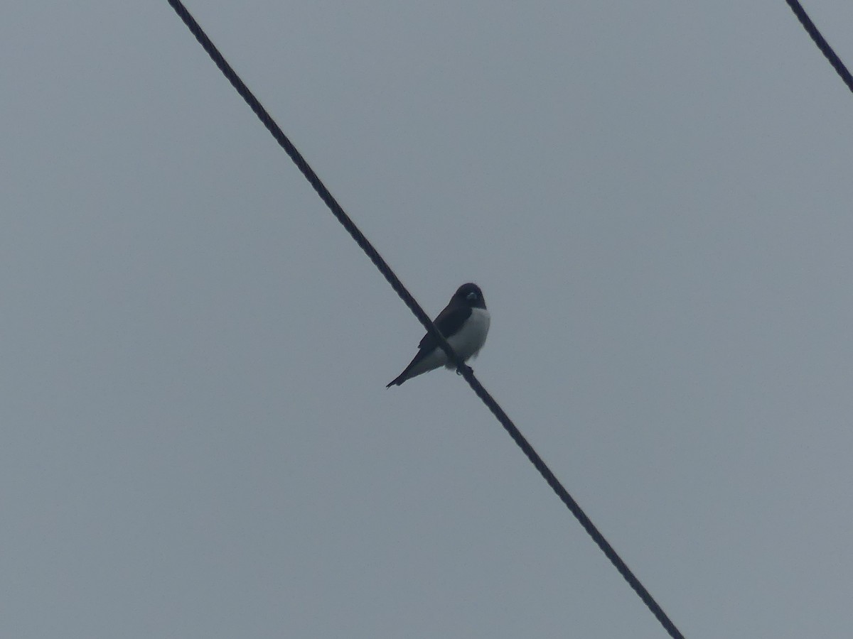 White-breasted Woodswallow - ML510229741