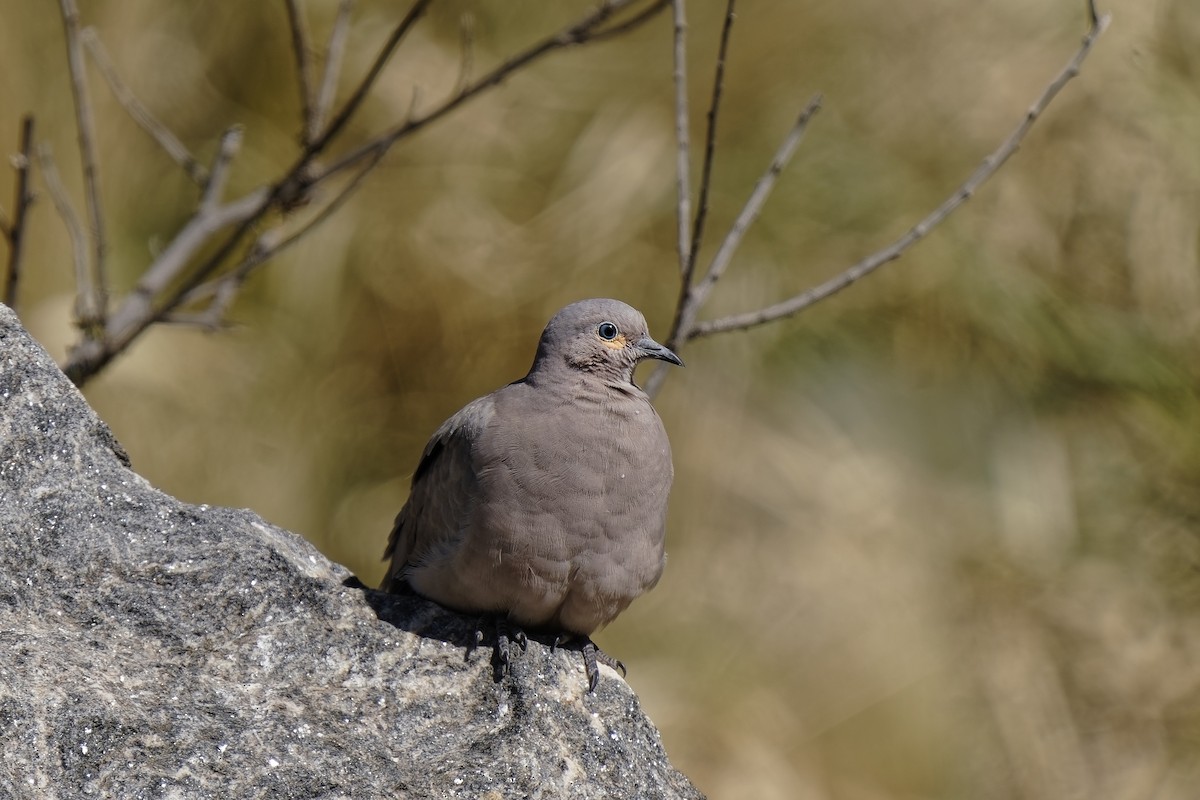 Black-winged Ground Dove - ML510229841