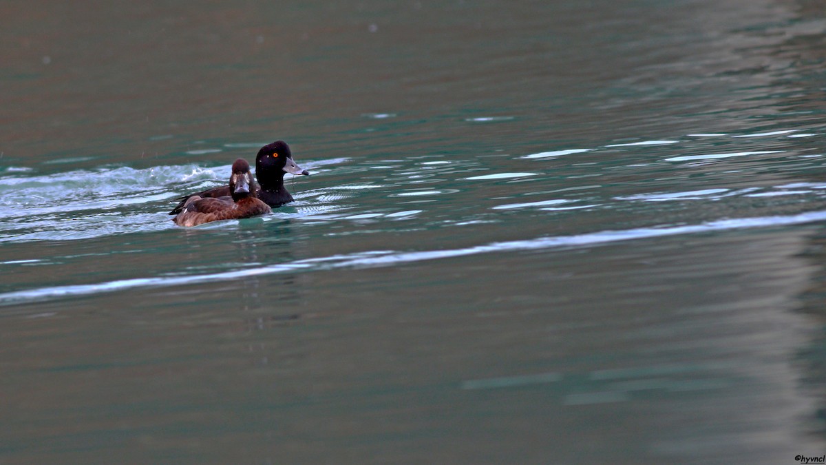 Tufted Duck - ML510231941