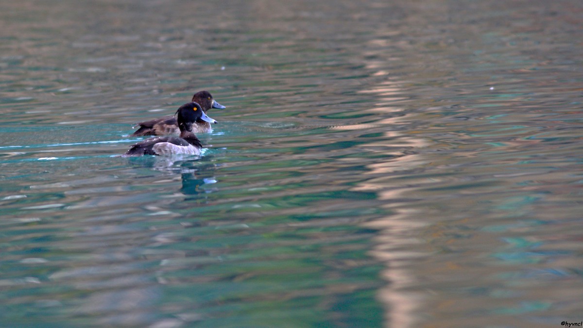 Tufted Duck - ML510231951