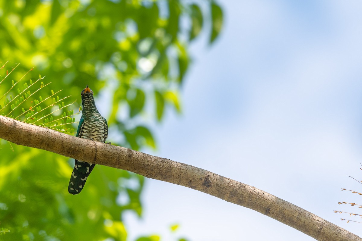 Asian Emerald Cuckoo - ML510233421