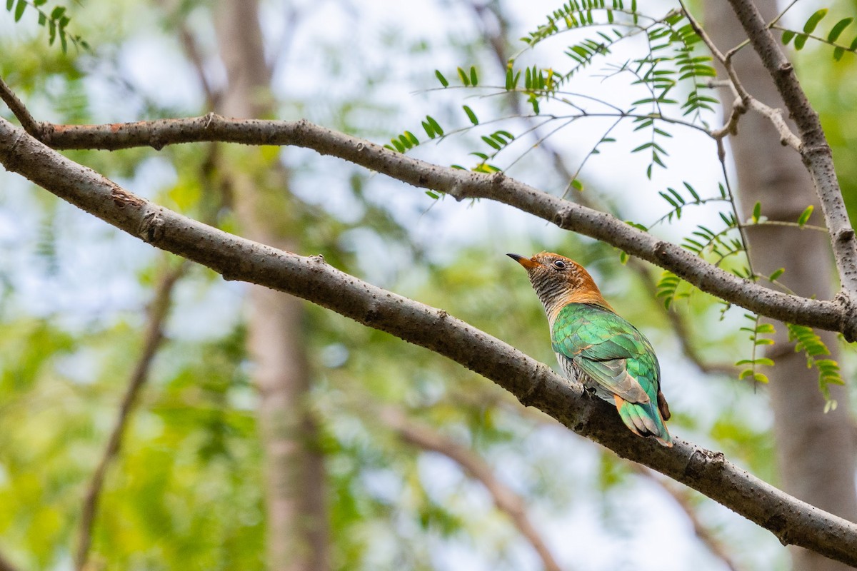 Asian Emerald Cuckoo - ML510233431