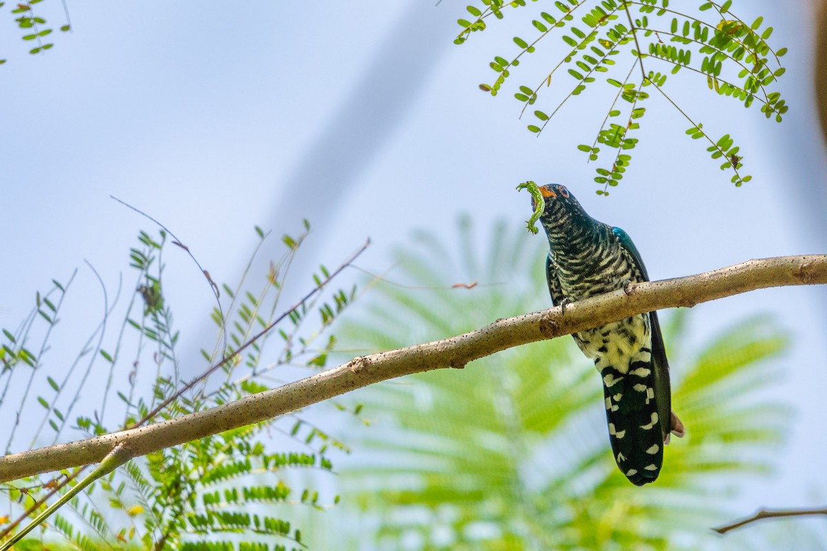 Asian Emerald Cuckoo - ML510233441