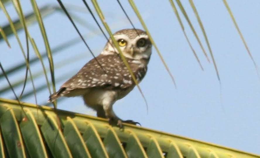 Spotted Owlet - ML510233461